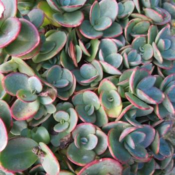 Очиток Sedum SunSparkler® 'Lime Zinger'  